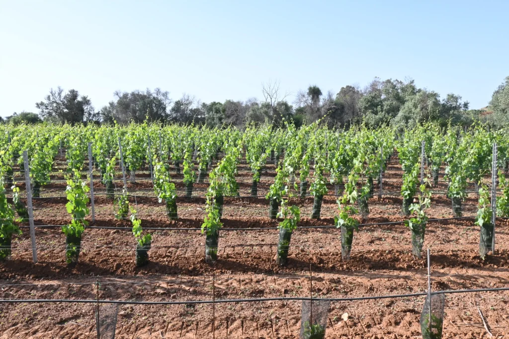 corporate-retreats-wine tasting the vines in sunny landscape