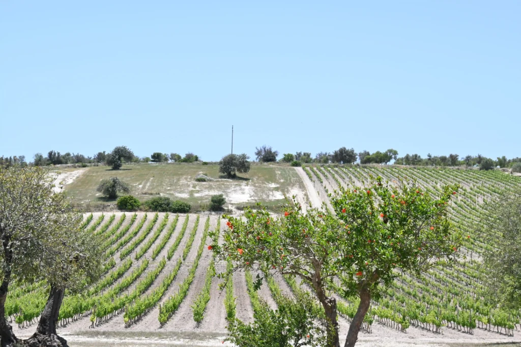 Private Yoga Retreat Wine Tasting in Buonivini Planeta Sicily