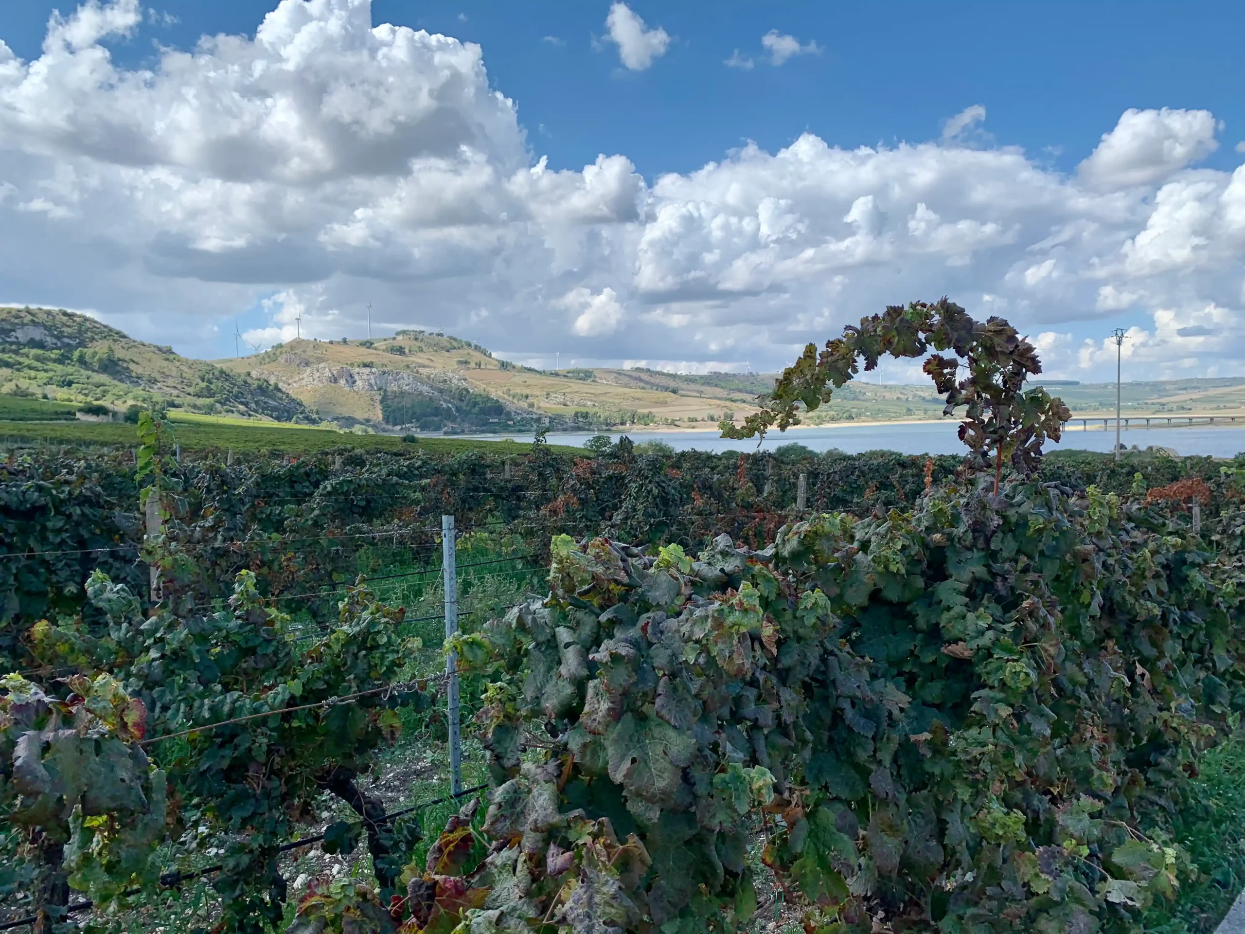 Fall 2023 Luxury retreat wine tasting the wine plants in the background