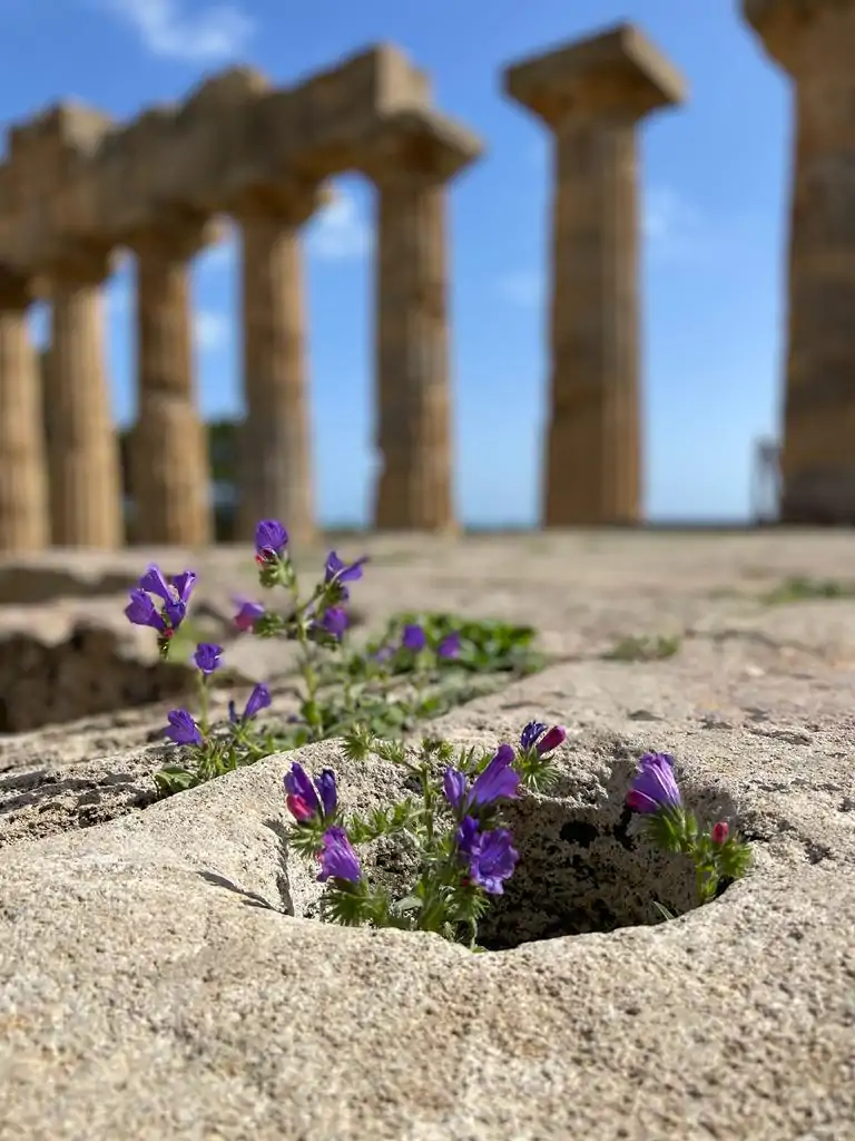 yoga trips Sicily. A flower in Selinunte with the columns doric style from temple C on the background